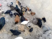 Chickens — الصورة 4
