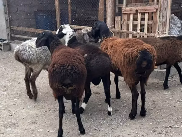 Widder, Edilbay sheep