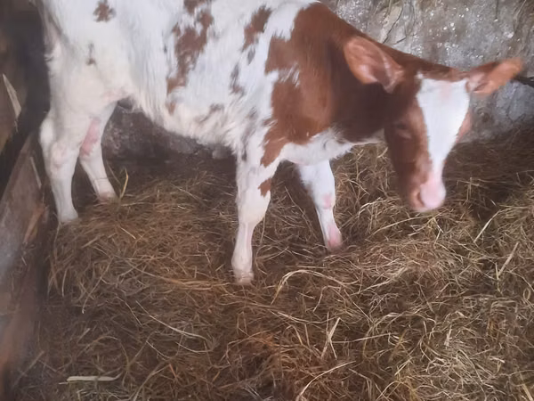 Bulle, Simmental cattle