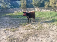 Caballo, Caballos — foto 6