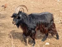 山羊（批次，未指定性别）, Goats — 照片 1