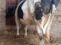 गाय, Russian Black pied cattle — फ़ोटो 4