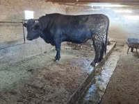 Buqa, Swiss cattle — 2-rasm