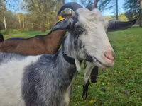 Cabra, Alpine goat — foto 4