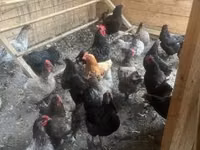 Australorp — Foto 3