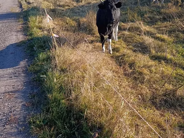 Kuh, Russian Black pied cattle
