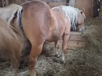 Mare, Horses — photo 4