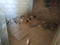Chickens — foto 4