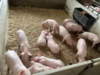 Schweine (Partie, Geschlecht nicht angegeben) — Foto 4