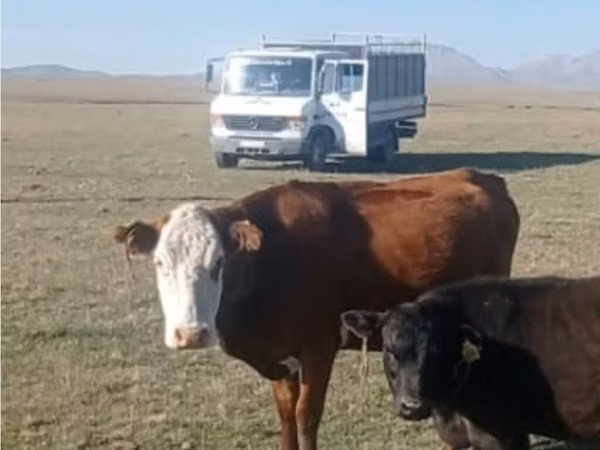 母牛, Swiss cattle — 吉尔吉斯斯坦