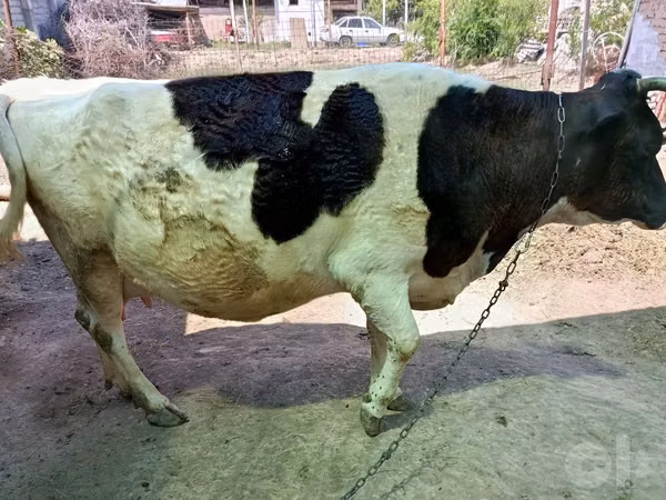 Kuh, Holstein-Rasse