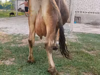 بقرة, الماشية — الصورة 8