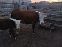 Kuh, Latvian Blue cattle — Foto 2