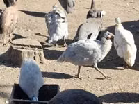 Guinea fowl — Foto 4