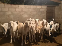 عنزة, Beetal goats — الصورة 1