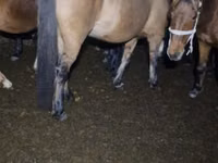 فرس, Kazakh horse — الصورة 5