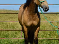 Hengst, Gypsy horse — Foto 8