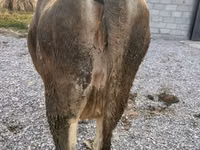 Kuh, Swiss cattle — Foto 2