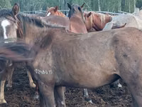 Toychoq, Horse breed — 2-rasm