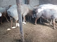 نعجة, Arashan sheep — الصورة 4