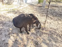Widder, Hissar sheep — Foto 3