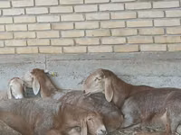 Widder, Arashan sheep — Foto 7
