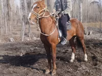 Horse (M), Horses — photo 1