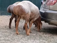 Қошқар, Hissar sheep — 2-сурет