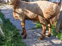 Sheep, Arashan sheep — photo 1