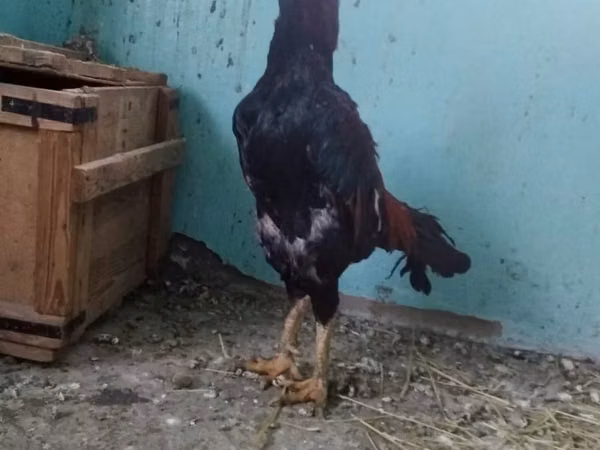 Chickens — كازاخستان