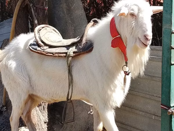 تيس, Saanen goat