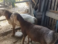 Carnero, Rhon sheep — foto 1