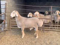 Ram, Sheep — photo 1