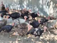 Turkeys — Foto 2