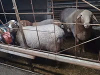 Carnero, Edilbay sheep — foto 7