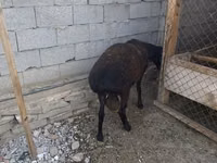 Carnero, Hissar sheep — foto 8