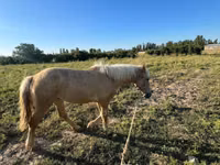 Horse (M), Horses — photo 3