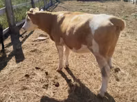 Kuh, Simmental cattle — Foto 5