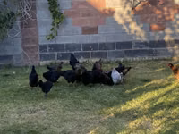 Chickens — Foto 2