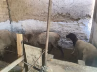 كبش, Rhon sheep — الصورة 5
