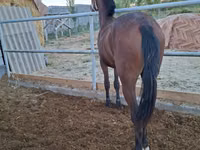 Mare, Kazakh horse — photo 4