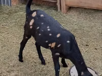 Ziege, Kamori goats — Foto 1