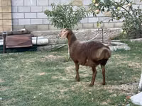 公羊, Hissar sheep — 照片 4