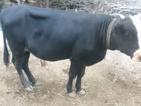 公牛, Cattle — 照片 1