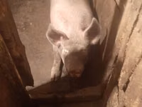 Säue, Schweine — Foto 1