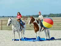 Айғыр, Quarter Horse — 5-сурет