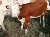 母牛, Cattle — 照片 3