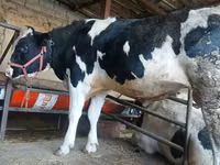 公牛, Russian Black pied cattle — 照片 2