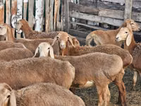 Қой, Arashan sheep — 7-сурет