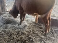 ثور, Simmental cattle — الصورة 2